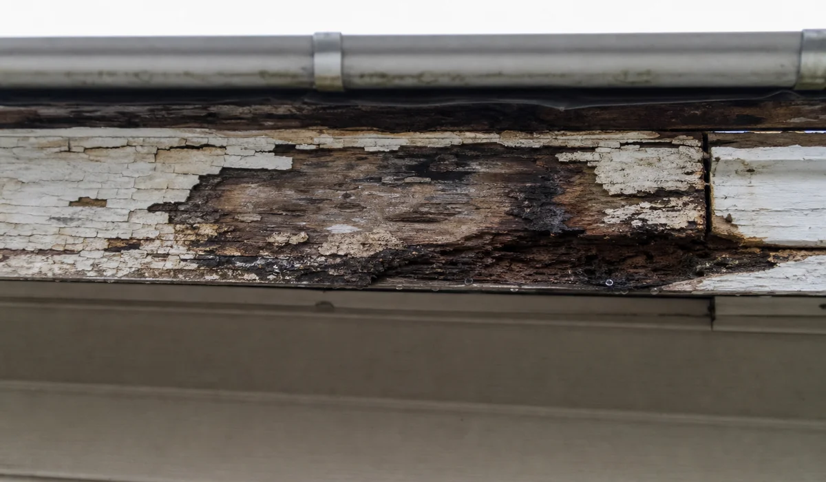 Rotted fascia damage behind a failing gutter